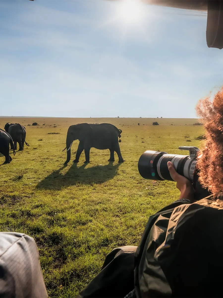 A photographer with a long lens tracking elephants across a green plain