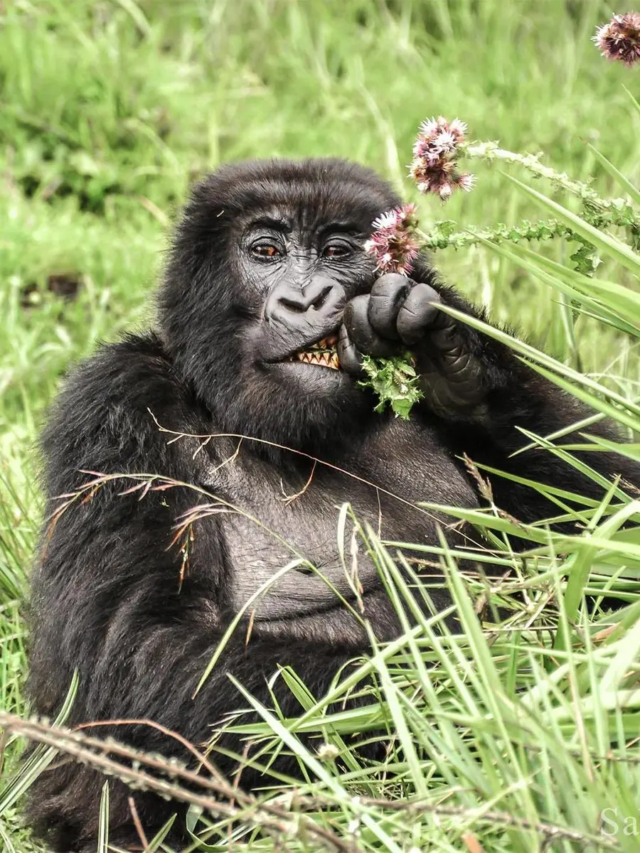 A mountain gorilla feeding on leaves among flowering undergrowth
