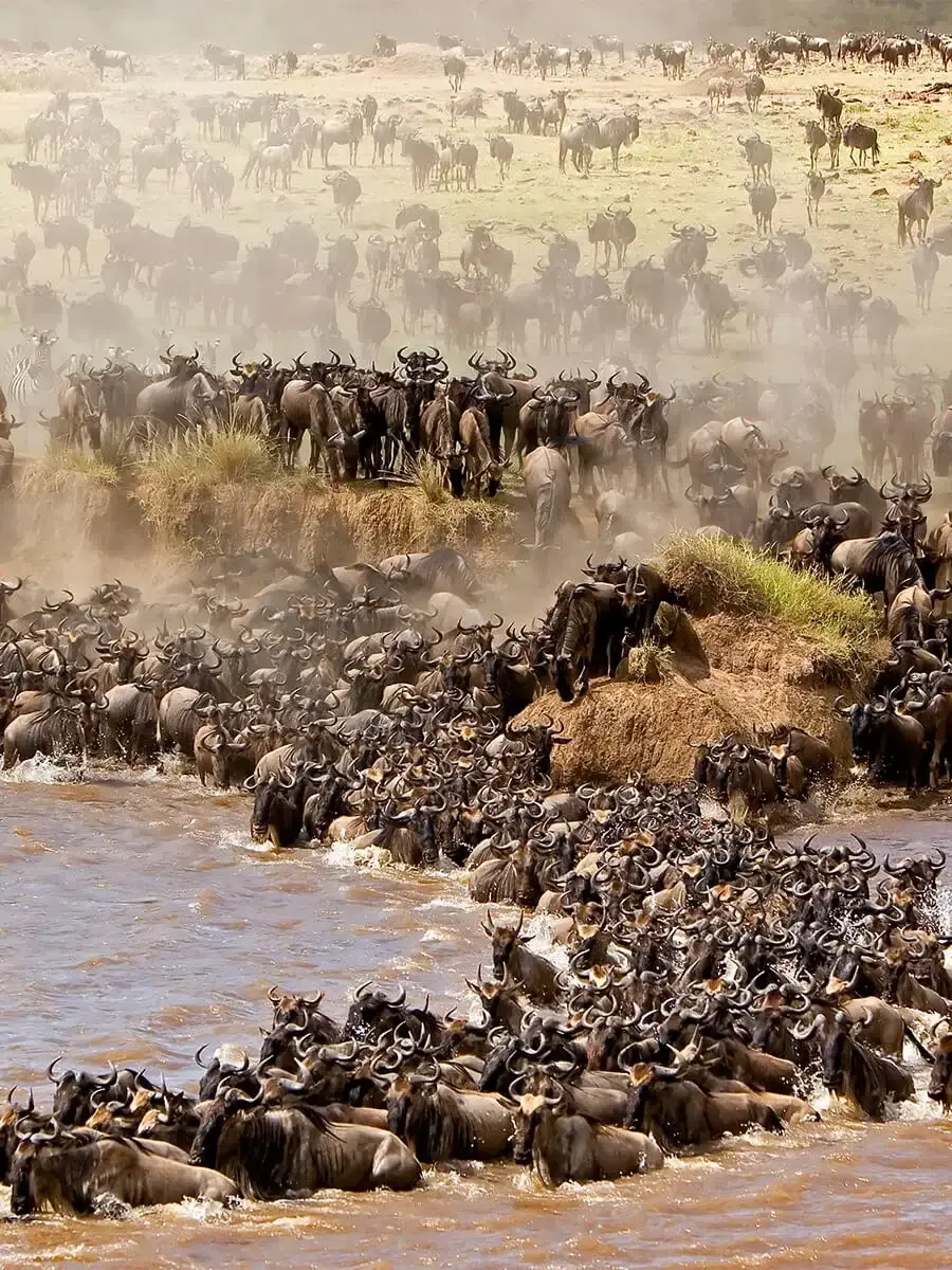 Wildebeest herds crowding a dusty river crossing in their thousands
