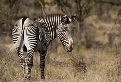 Fly Me Around Kenya