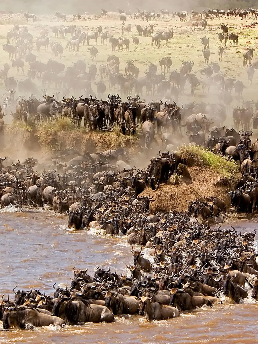 Step into the heart of one of nature’s most spectacular events – the Masai Mara Migration. Witness the awe-inspiring journey of wildebeests and zebras as they traverse the savannah. Our guided tours offer front-row seats to this mesmerizing phenomenon, allowing you to capture breathtaking moments and immerse yourself in the magic of the wild.