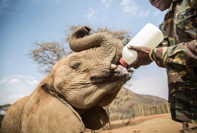 Heavenly Honeymoon Safari