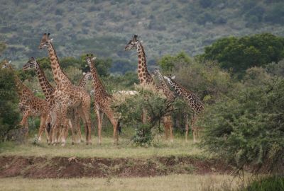 Heavenly Honeymoon Safari