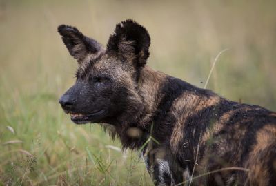 Kenya Sky Safari