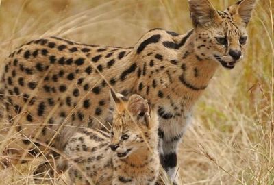 Kenya Sky Safari