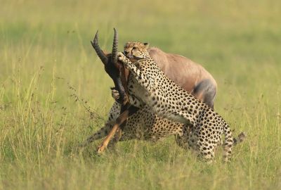 Fly Me Around Kenya