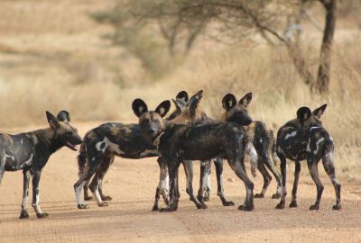 Heavenly Honeymoon Safari