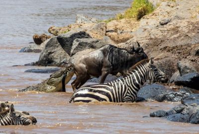 Safaris & Sandcastles