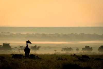 Safaris & Sandcastles