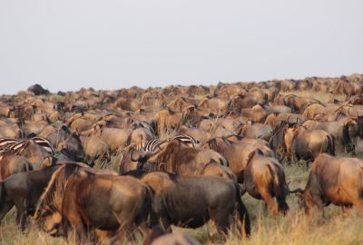 Kenya Sky Safari