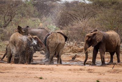 Heavenly Honeymoon Safari