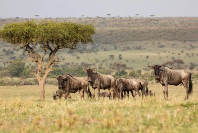 Heavenly Honeymoon Safari