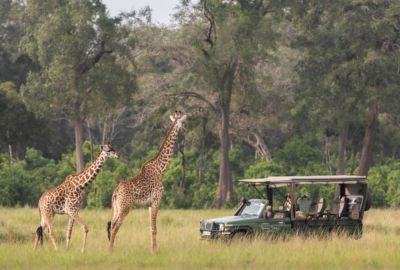 Out of Africa Safari