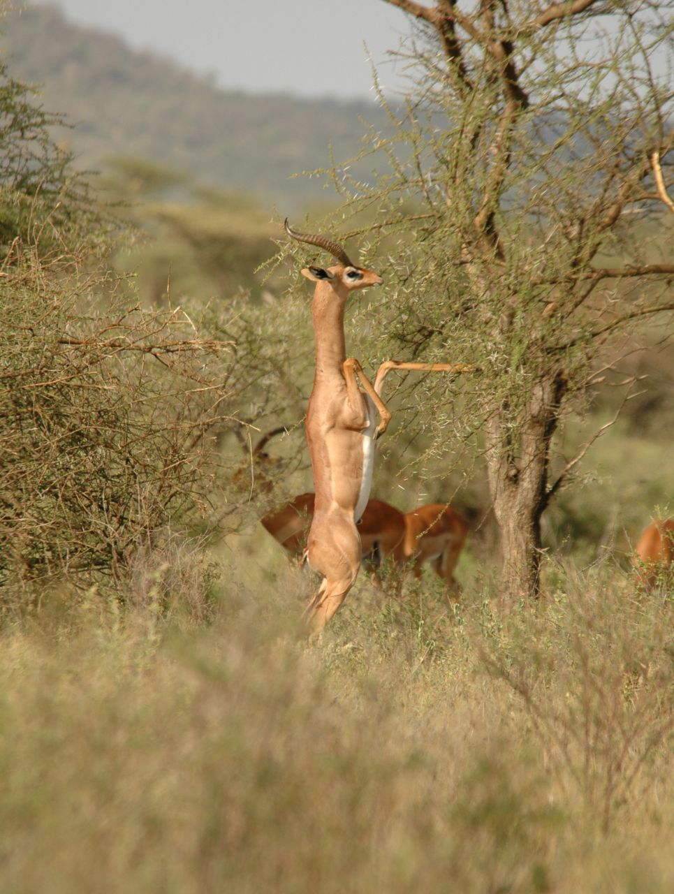 "Fly Me Around Kenya Safari" is more than just a journey through Kenya's most stunning natural treasures. It's a flight into the heart of Kenya's soul, an experience that will leave you with memories as vast and as vibrant as the Kenyan skies. Embark on this journey and let Kenya's magic unfold around you.