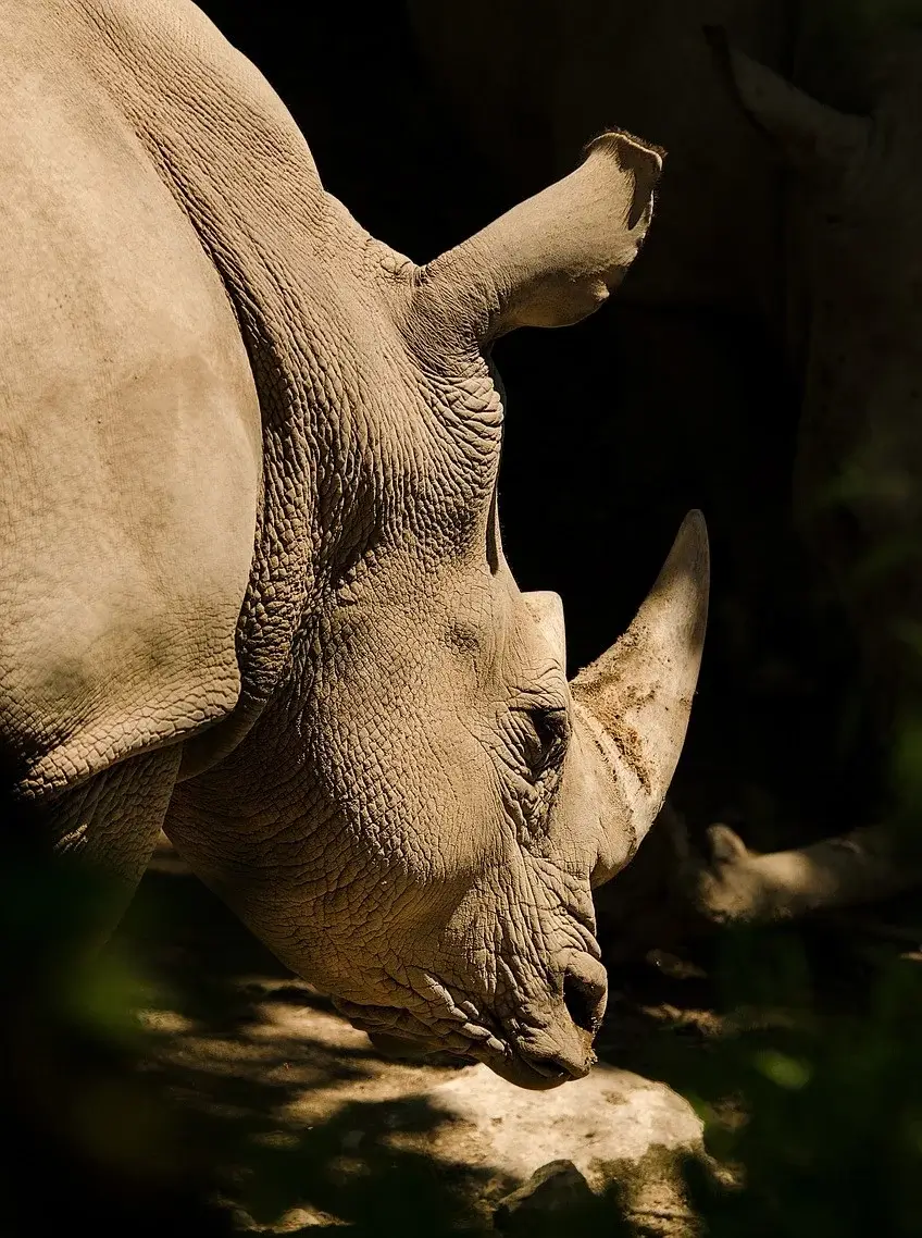 Prepare for some of the best wildlife viewing in the world. Begin your adventure in the bustling capital of Kenya; then you're off on safari, crossing over to Serengeti National Park.